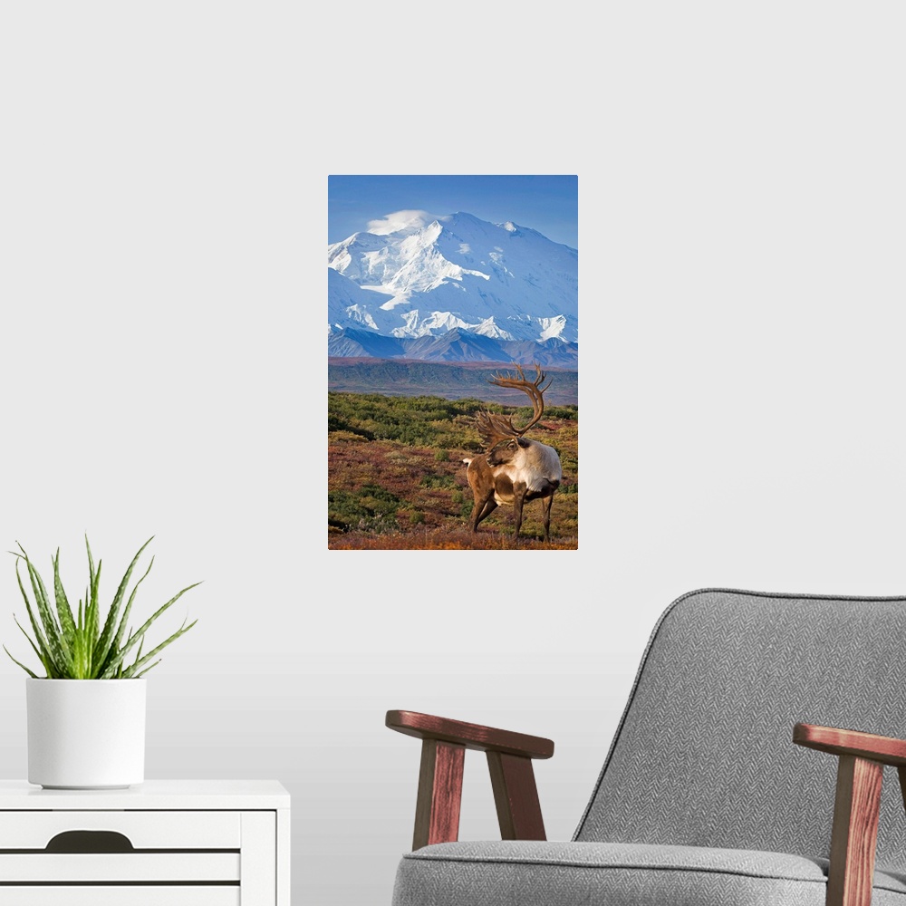 A modern room featuring Caribou bull standing on a ridgeline with Mt. McKinley and Denali National Park