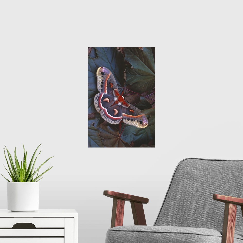 A modern room featuring Cecropia Moth On Leaves