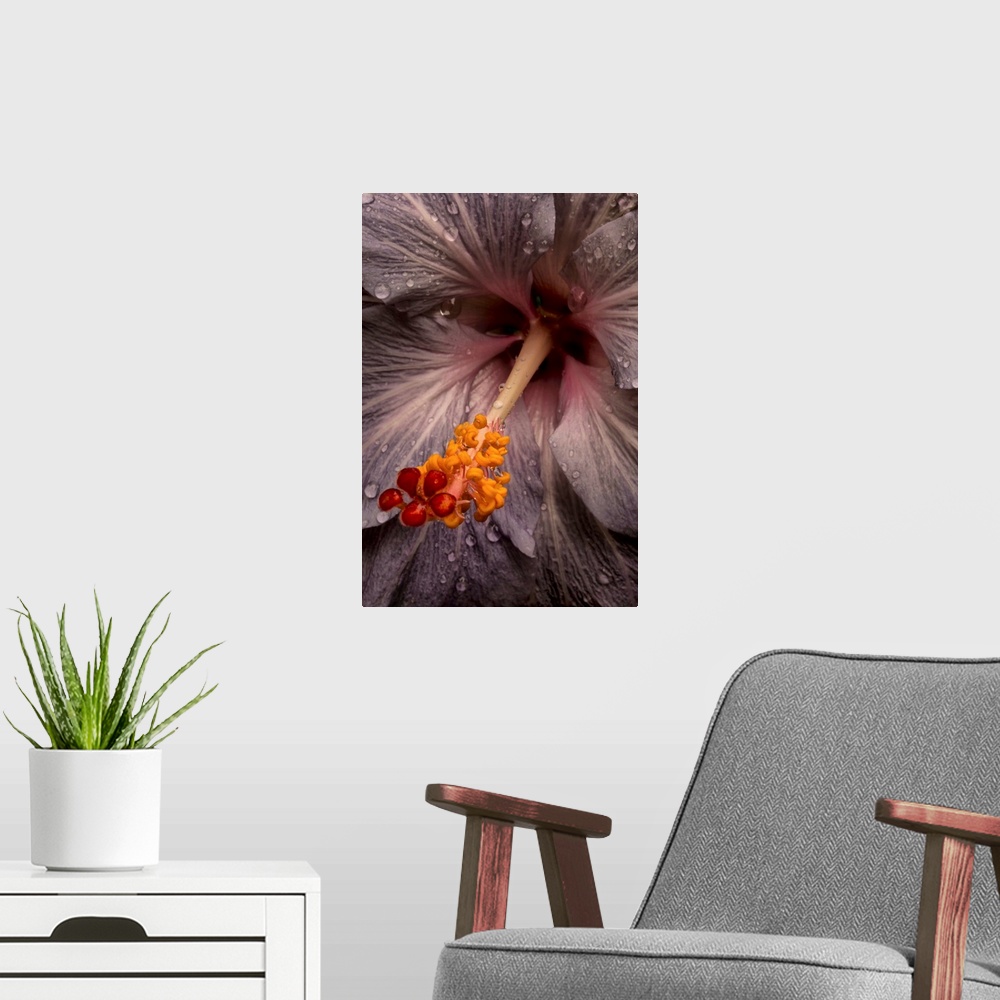 A modern room featuring Close up of a Hibiscus flower with water droplets; Hawaii, United States of America