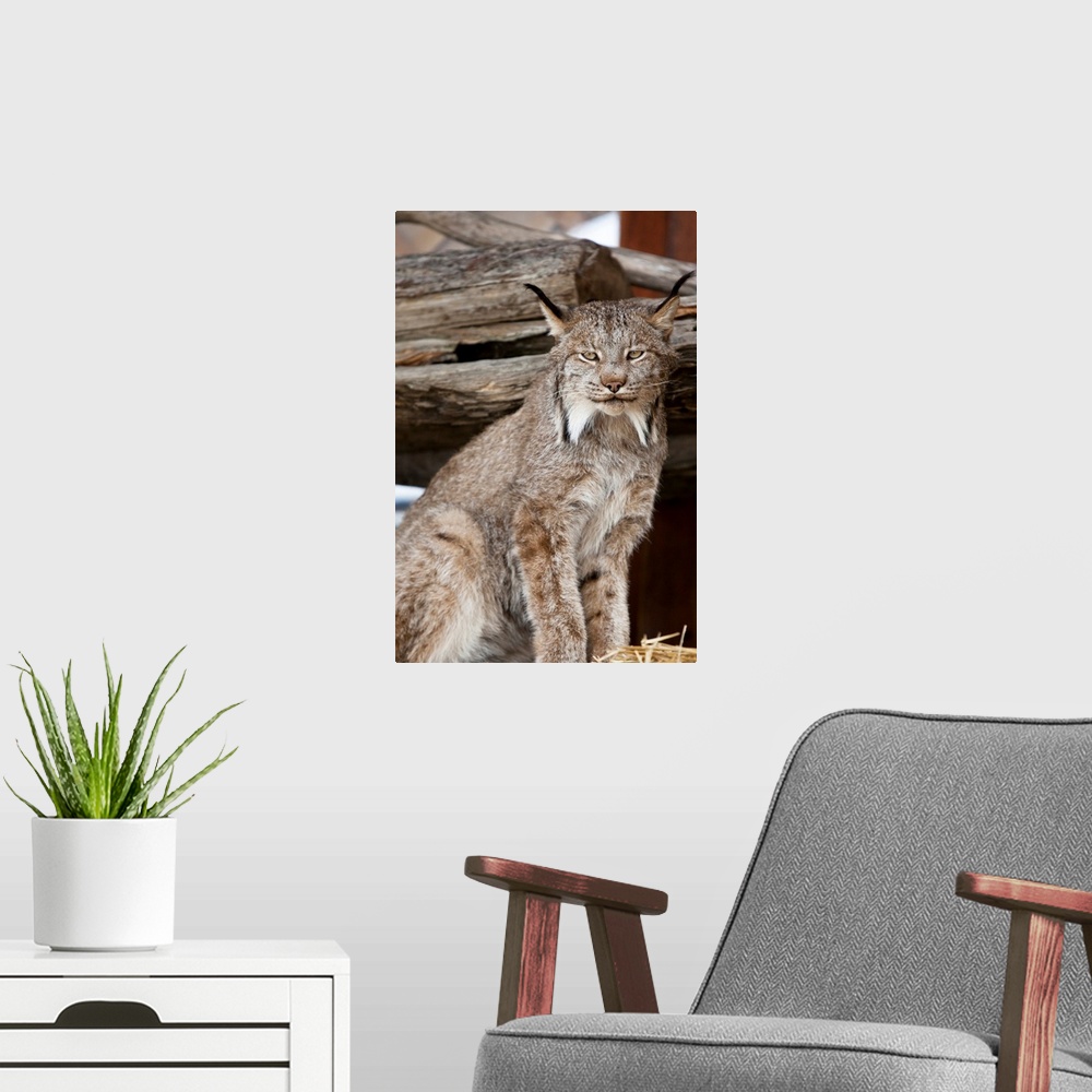 A modern room featuring A captive Lynx looks at camera.  Portrait shot.  Southcentral Alaska at AWCC.  Late summer.