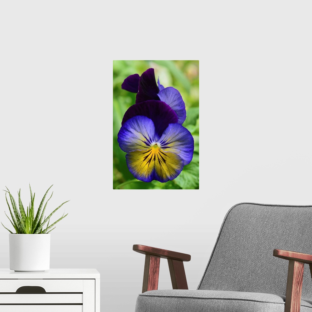 A modern room featuring Close up of a pair of pansy flowers. Wellesley, Massachusetts.