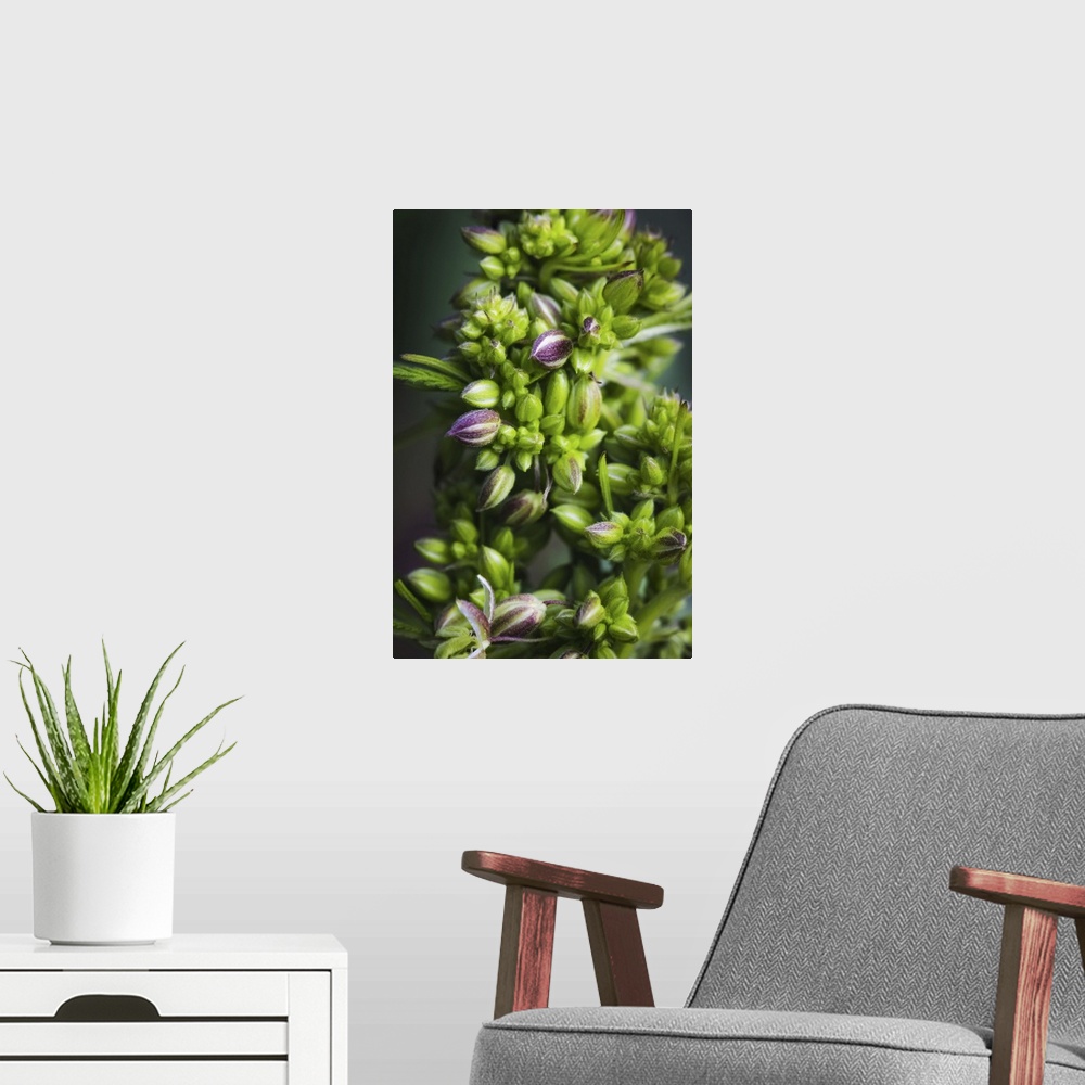 A modern room featuring Close-up of a young male cannabis plant, flower, and seeds. Marina, California, united states of ...
