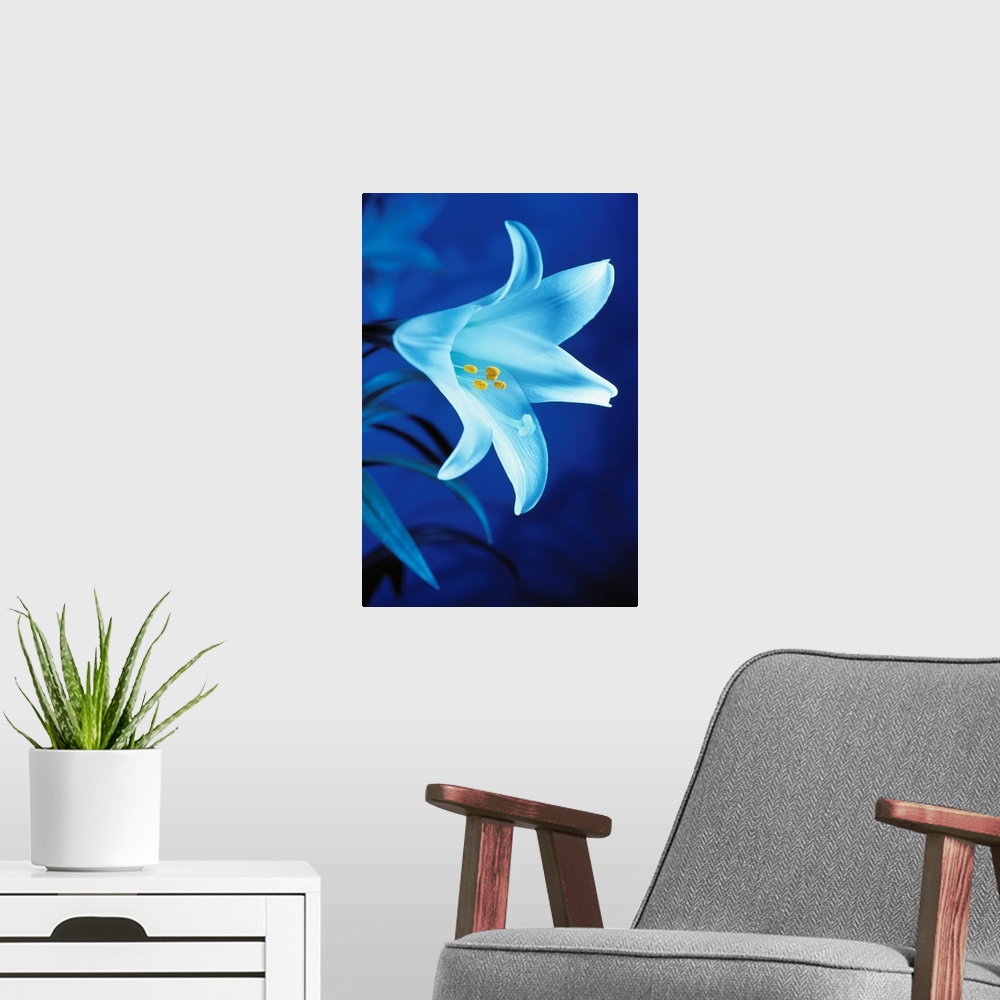A modern room featuring Close-Up Of Easter Lily