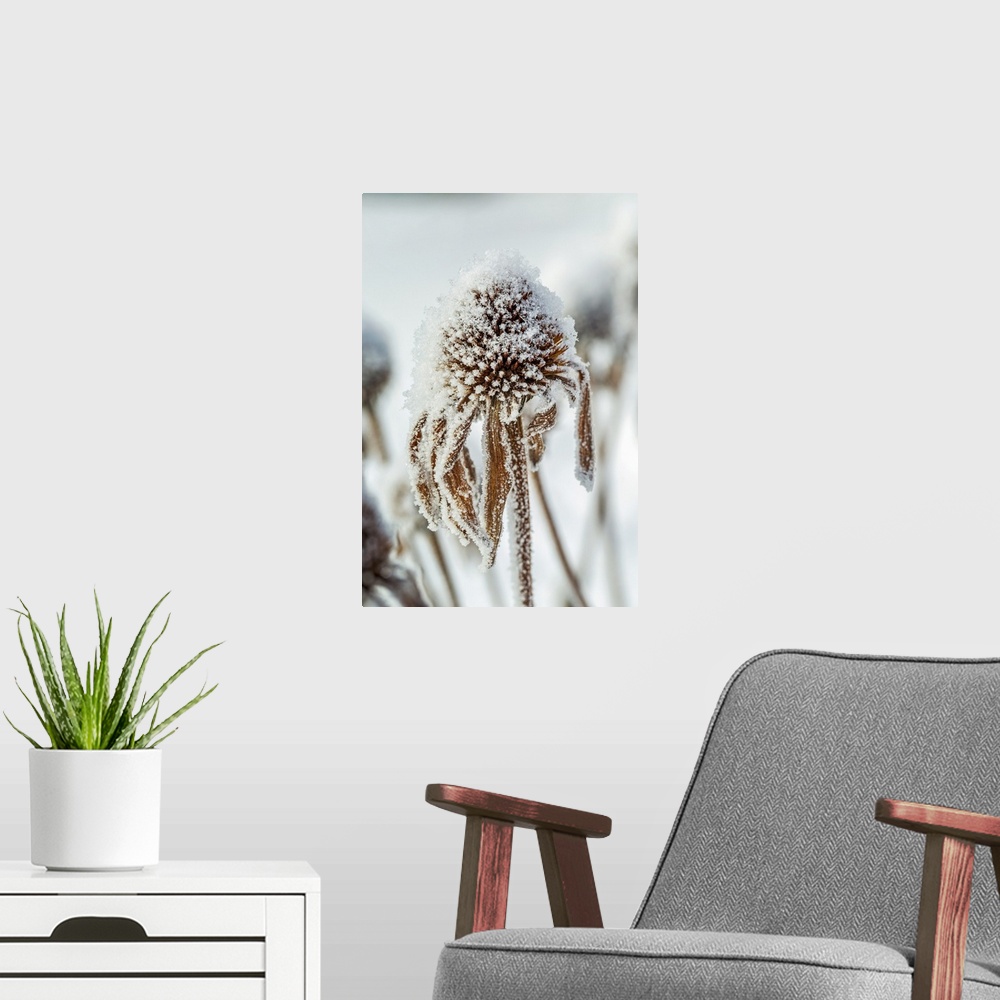 A modern room featuring Close-up of frosted dried echinacea stamens; Calgary, Alberta, Canada.