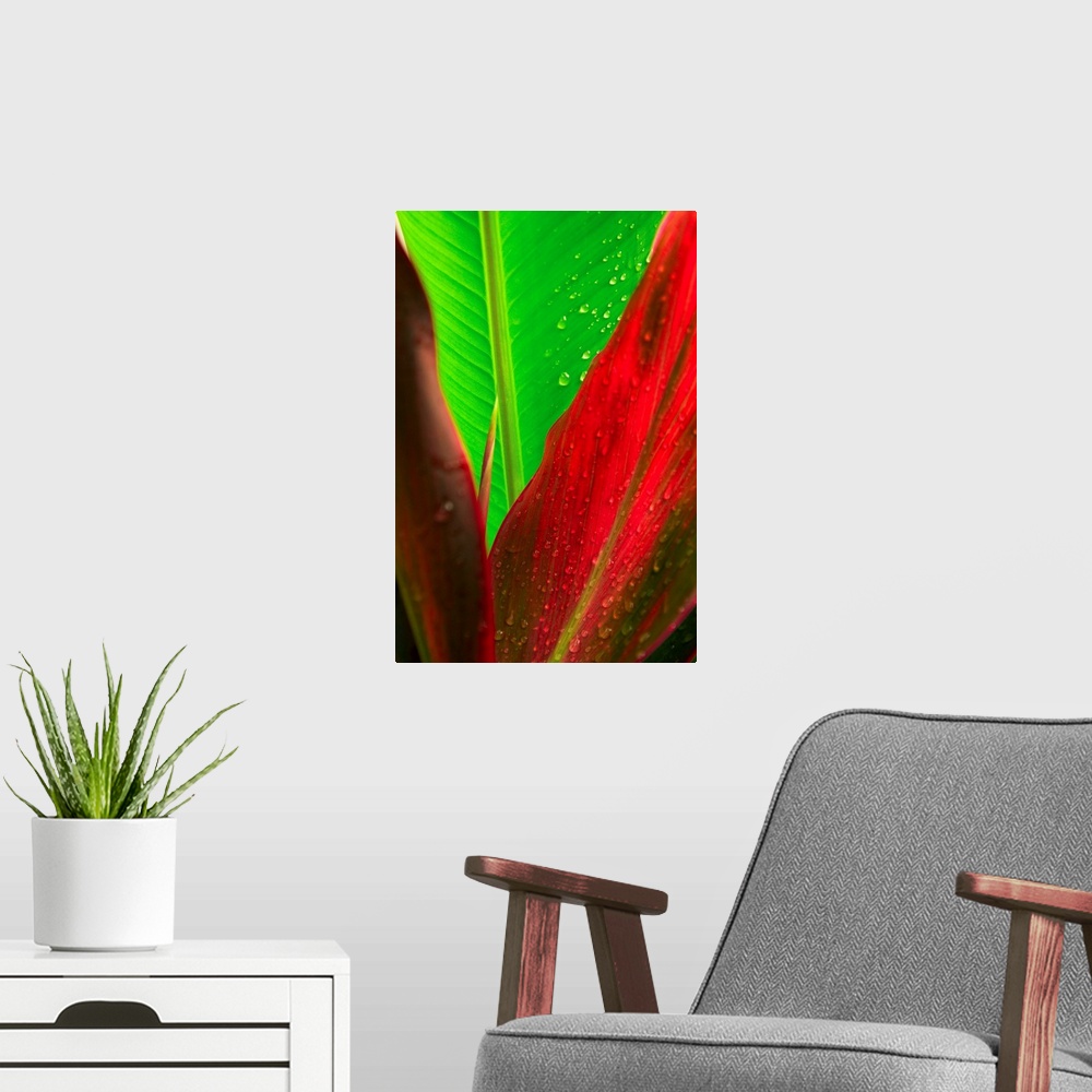 A modern room featuring Close-Up Of Green And Red Ti Plants (Cordyline Terminalis)