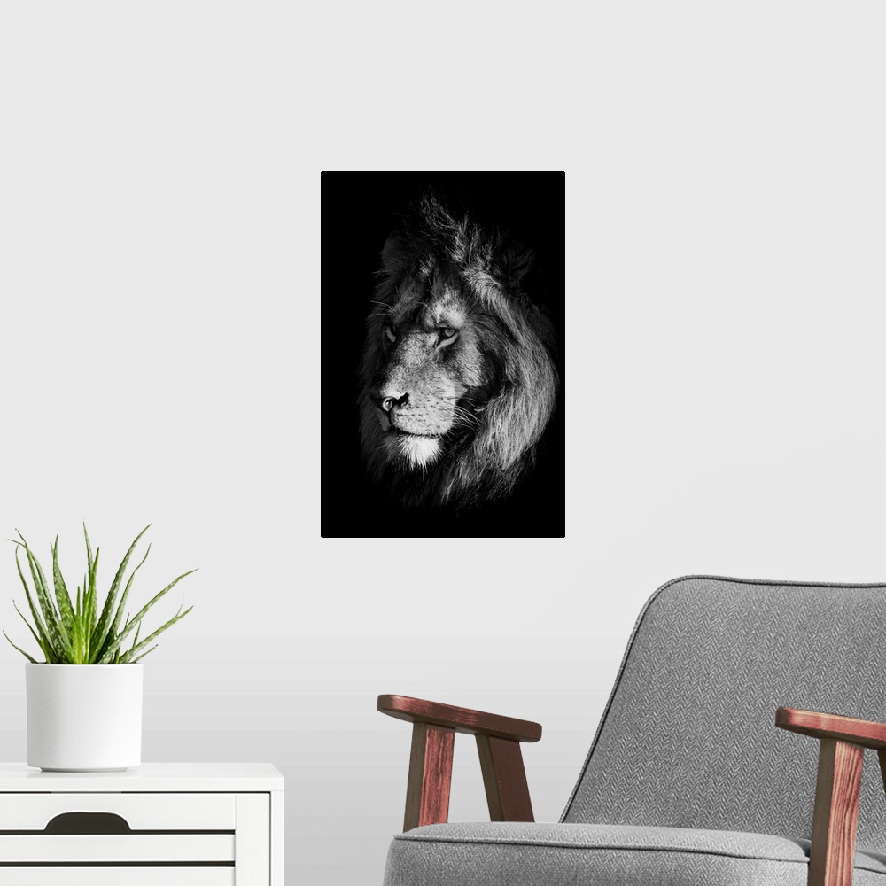 A modern room featuring Monochrome close-up of lion (panthera leo) face in shadows, Klein's camp, Serengeti national park...