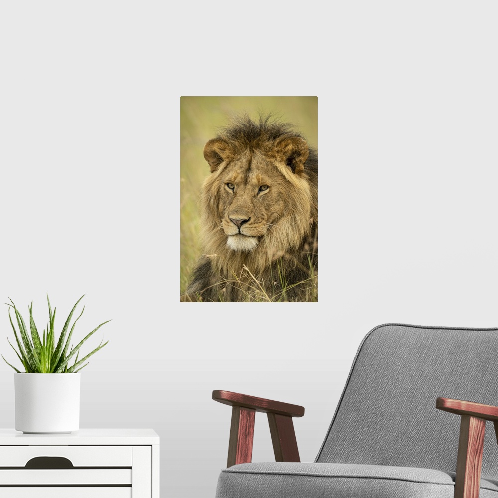 A modern room featuring Close-up of male lion (panthera leo) face in grass, Serengeti national park, Tanzania.