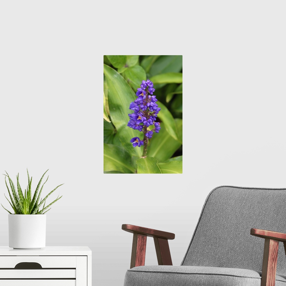 A modern room featuring Close-Up Of Purple Cluster Of Flowers