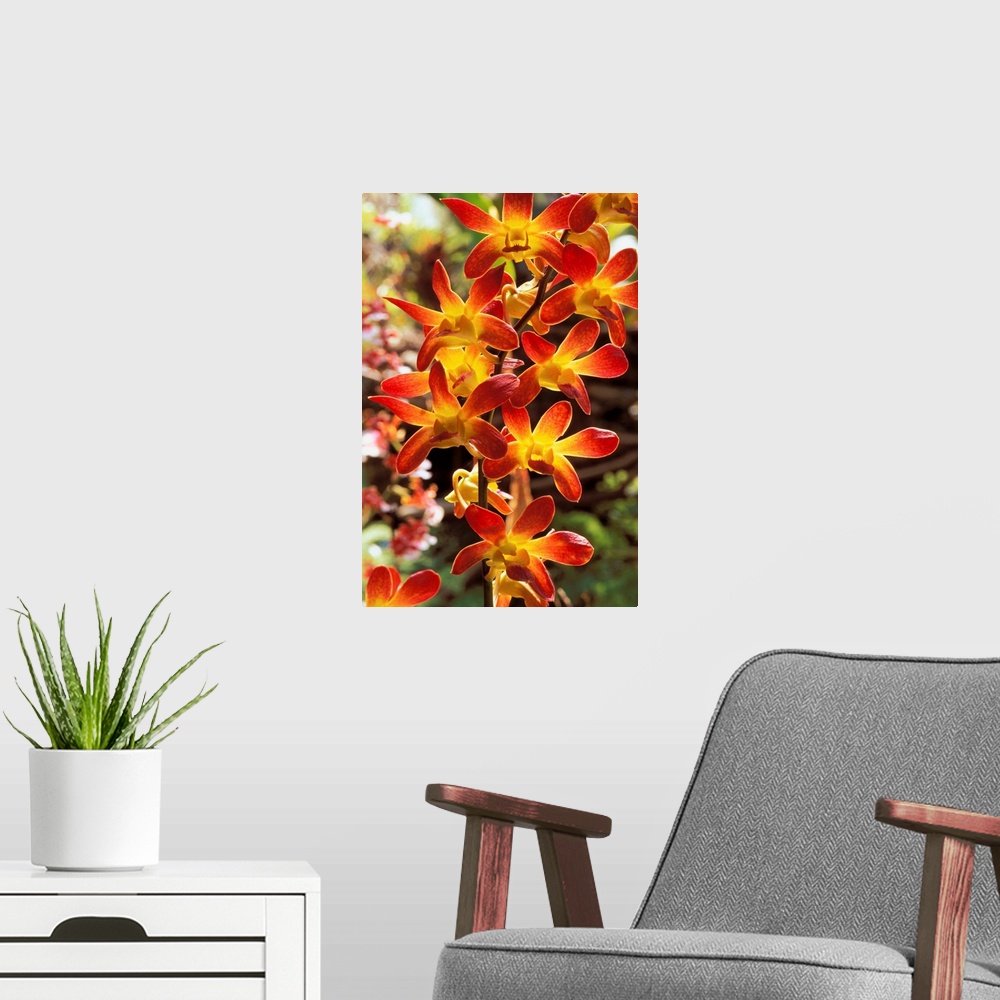 A modern room featuring Close-Up Of Red And Yellow Dendrobium Orchids On Plant, Outdoors
