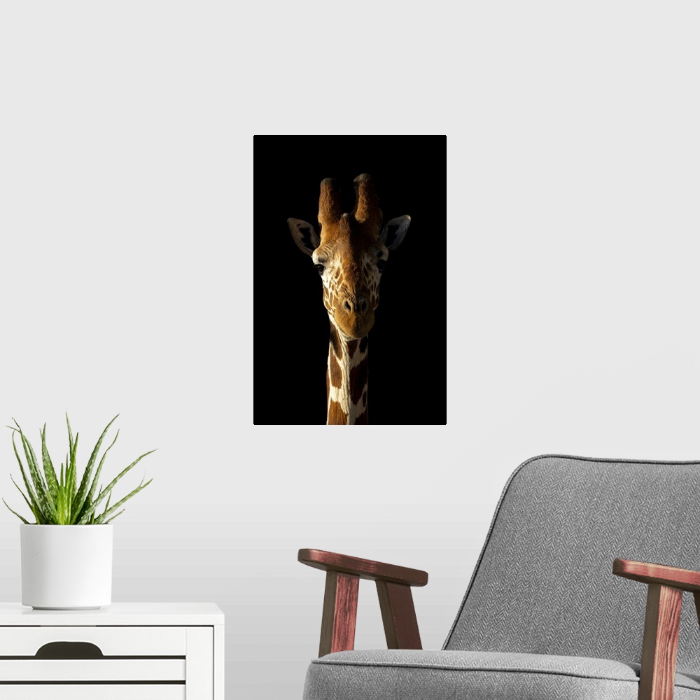 A modern room featuring Close-up of reticulated giraffe (giraffa camelopardalis reticulata) against black background, Seg...