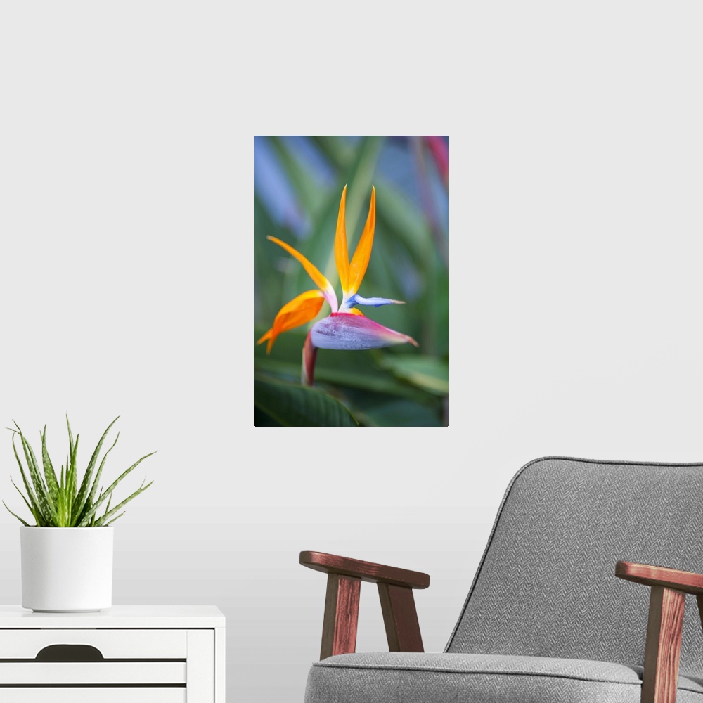 A modern room featuring Close up of the dramatic bird of paradise flower (strelitzia reginae), Paia, Maui, Hawaii, united...