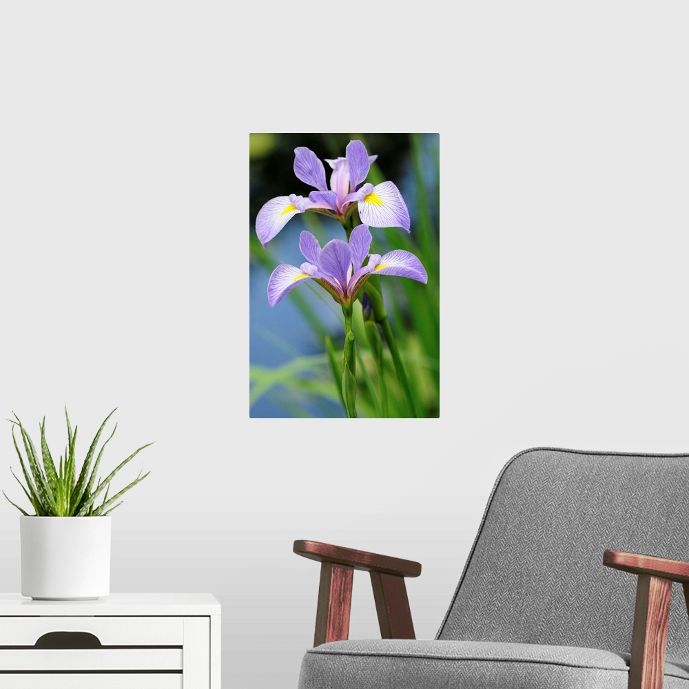 A modern room featuring Close up of two blue flag iris flowers, Iris versicolor, by a pond.