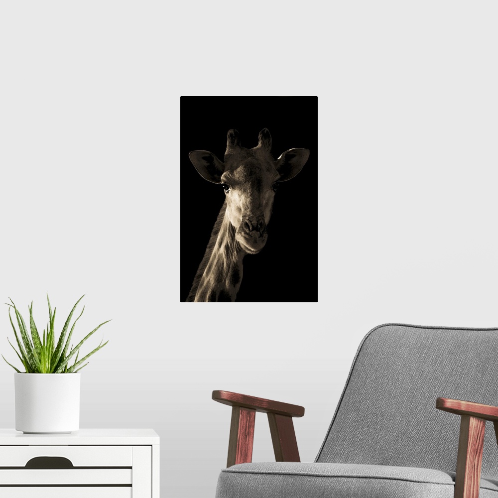 A modern room featuring Close-up portrait of a southern giraffe's head and neck (Giraffa giraffa) dramatically sidelit by...