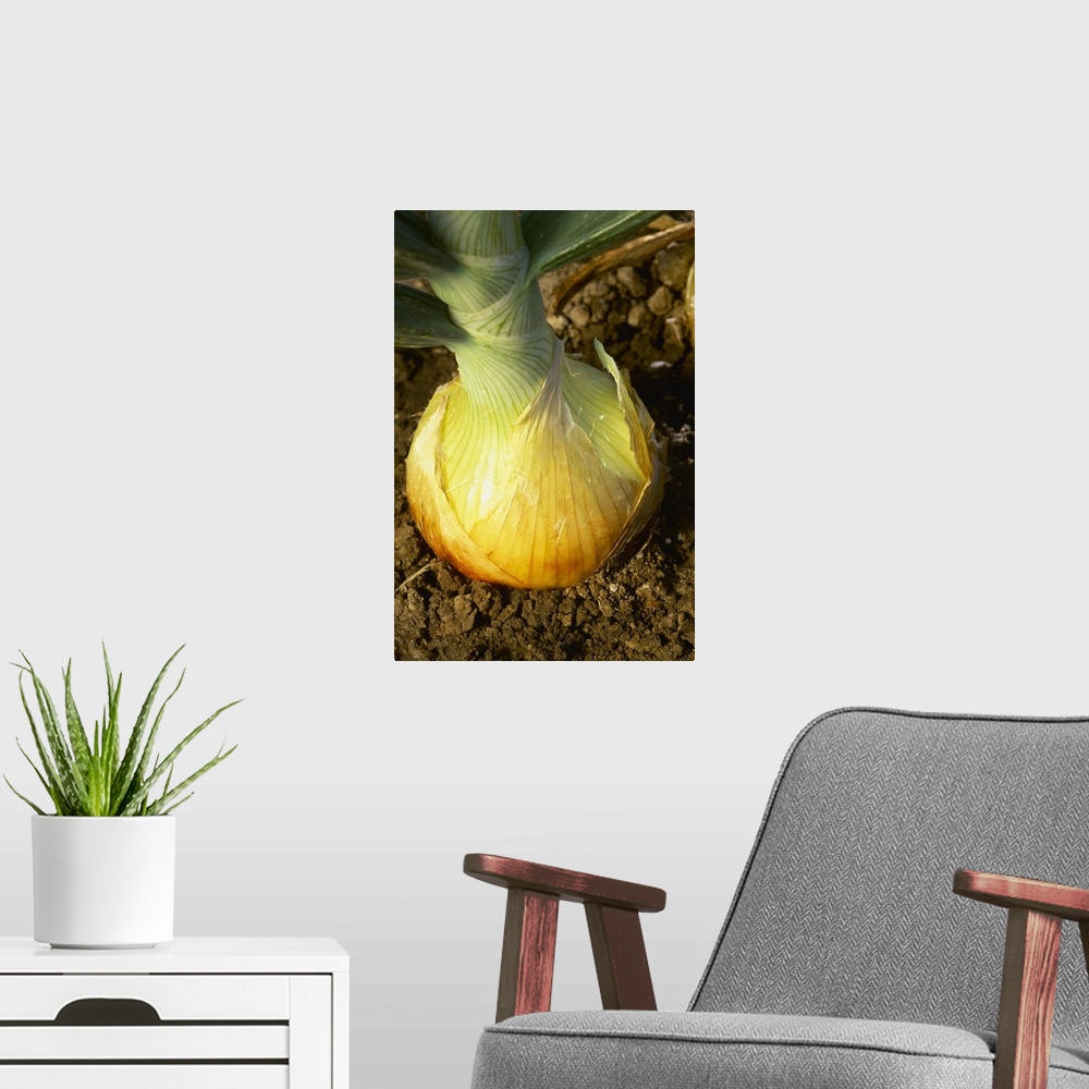 A modern room featuring Closeup of a maturing ripe yellow onion in the ground
