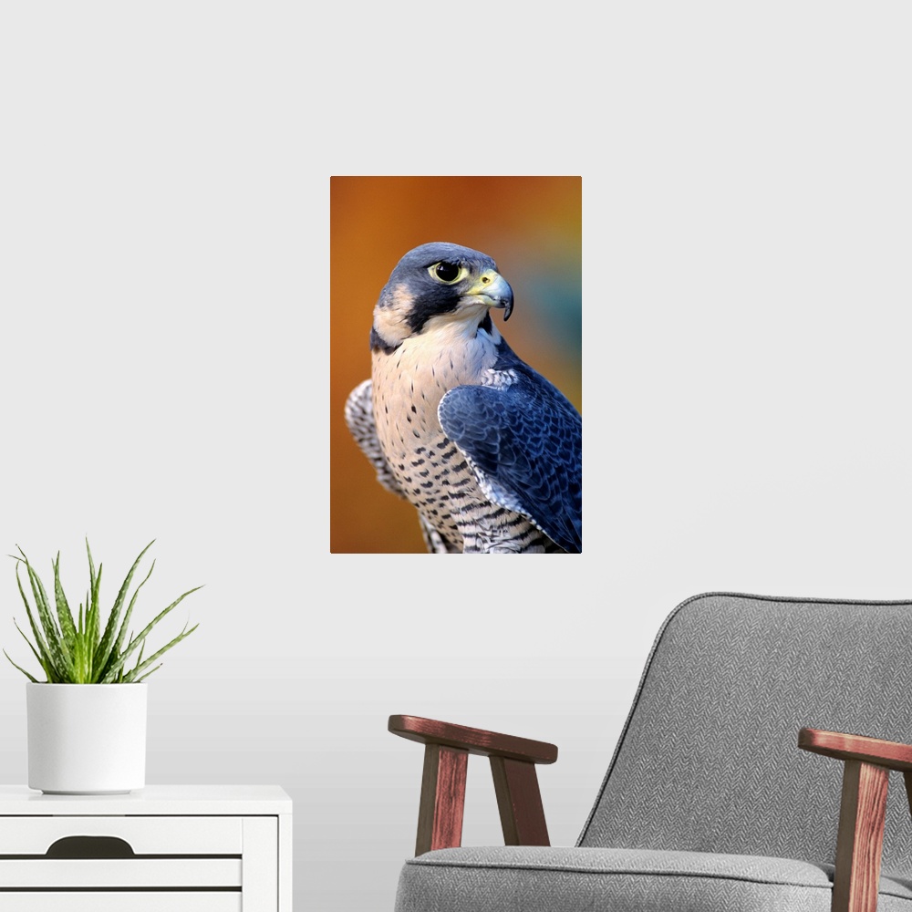 A modern room featuring Closeup Of An Adult Male Peregrine Falcon