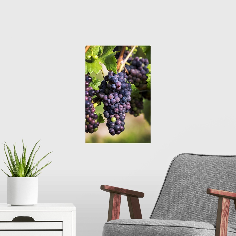 A modern room featuring Dark Unripe Purple Grapes Hanging From The Vine, Vineland, Ontario, Canada