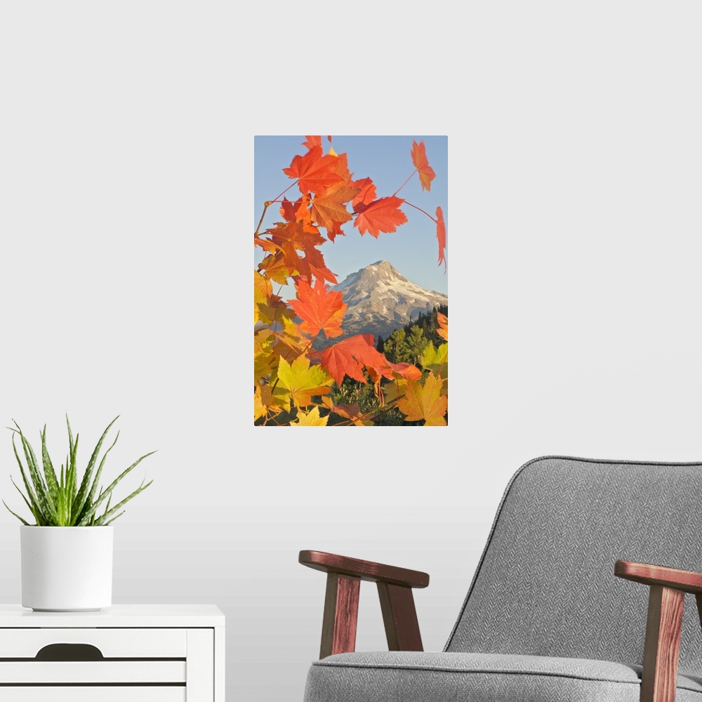 A modern room featuring Fall Colors From Bonney Butte, Mt Hood National Forest, Oregon