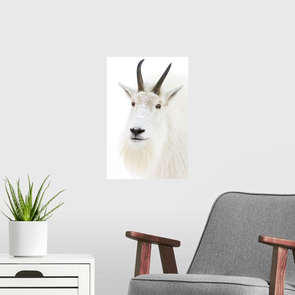 A modern room featuring A female Mountain goat looks at camera.  Portrait shot of a captive goat.  Winter.  A few specks ...