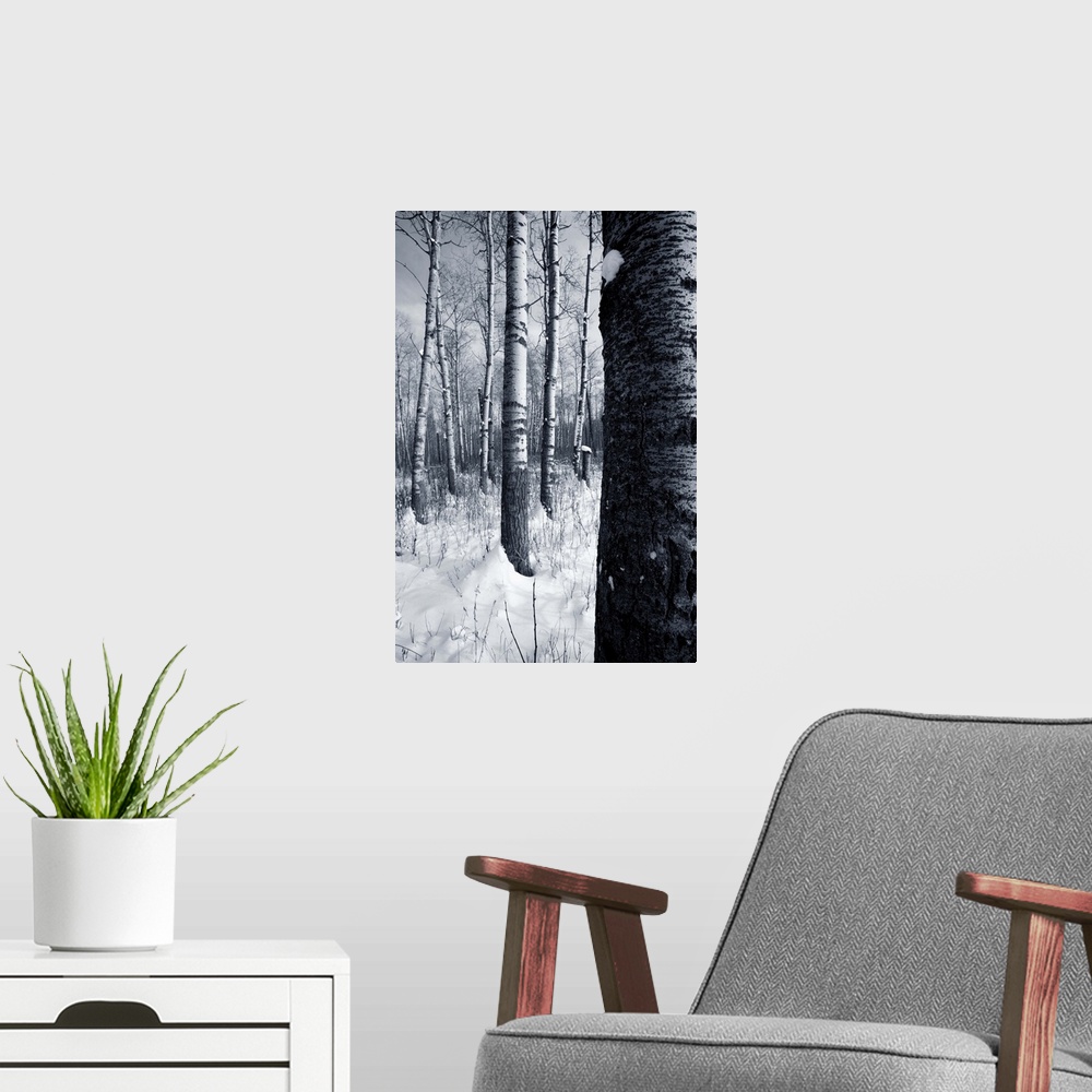 A modern room featuring Forest In The Winter