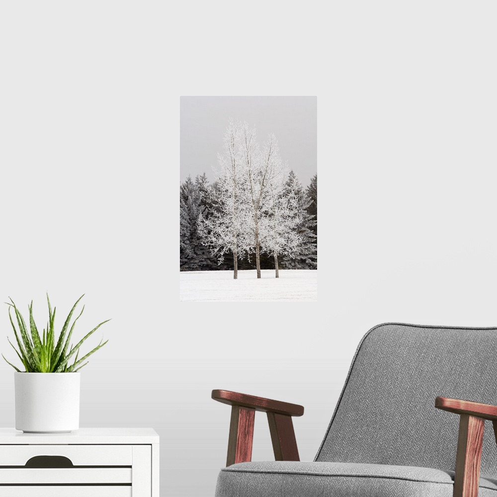 A modern room featuring Frost On Trees