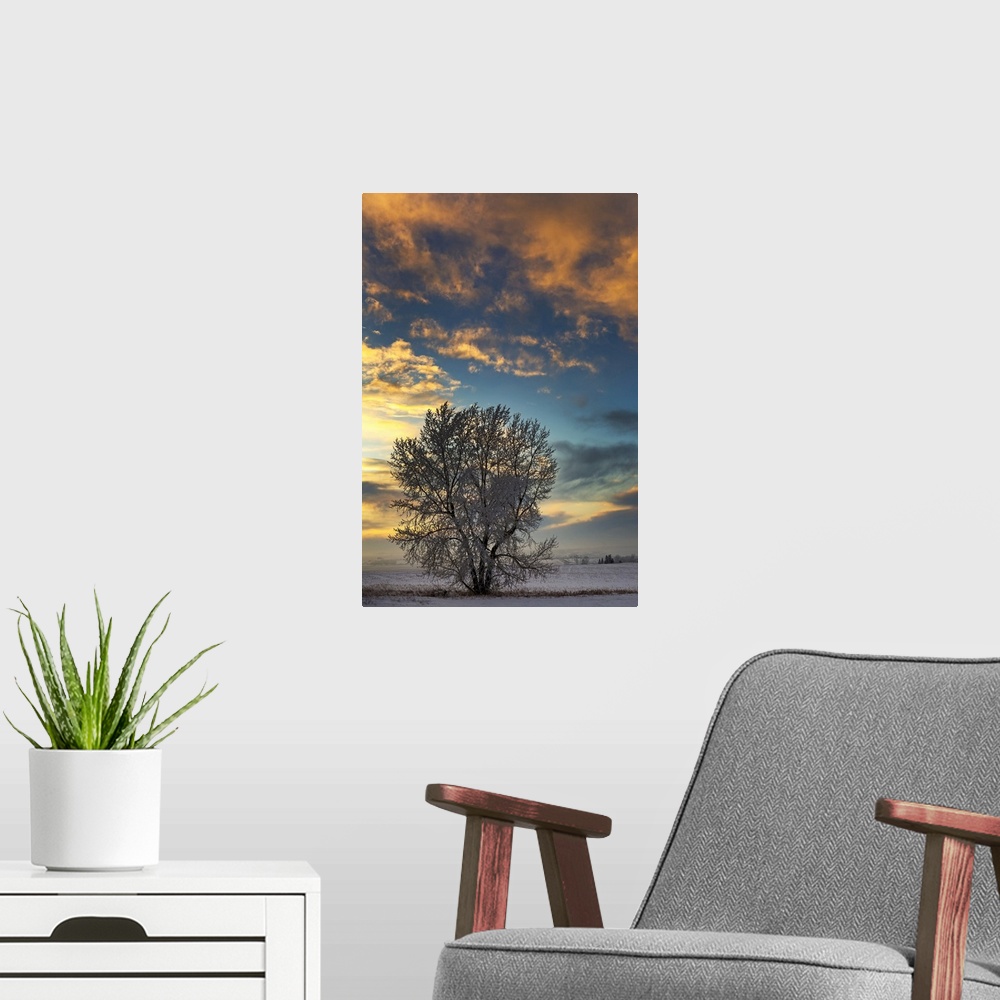 A modern room featuring Frosted tree in snow-covered field at sunset with colourful clouds and blue sky; Alberta, Canada