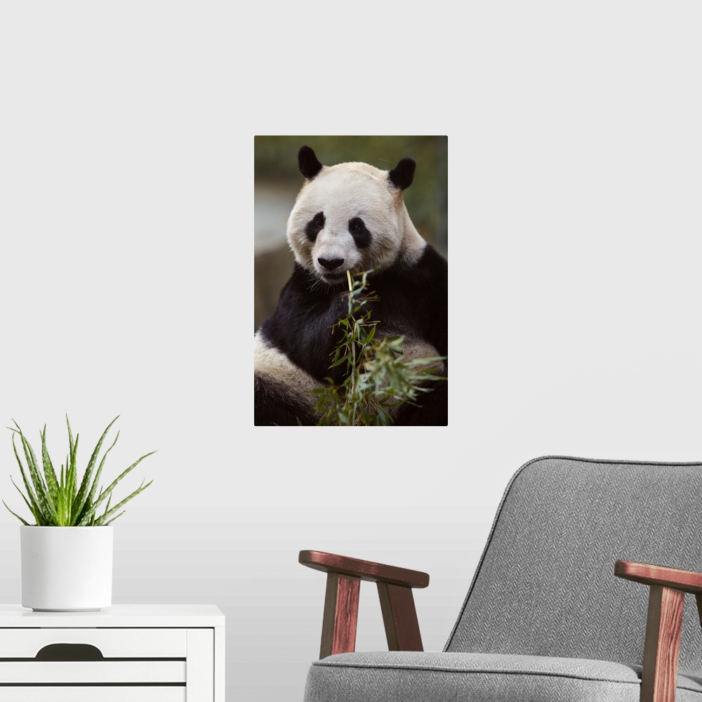 A modern room featuring Giant panda (ailuropoda melanoleuca) eating bamboo in the zoo in shanghai, China.