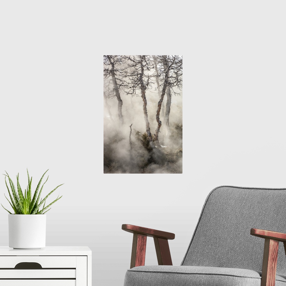 A modern room featuring Gnarled juniper tree trunks (Juniperus) emerge through the misty steam in Mammoth Hot Springs in ...