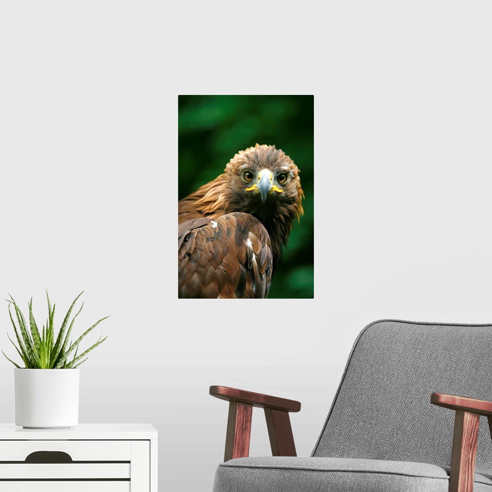A modern room featuring Golden Eagle's Face