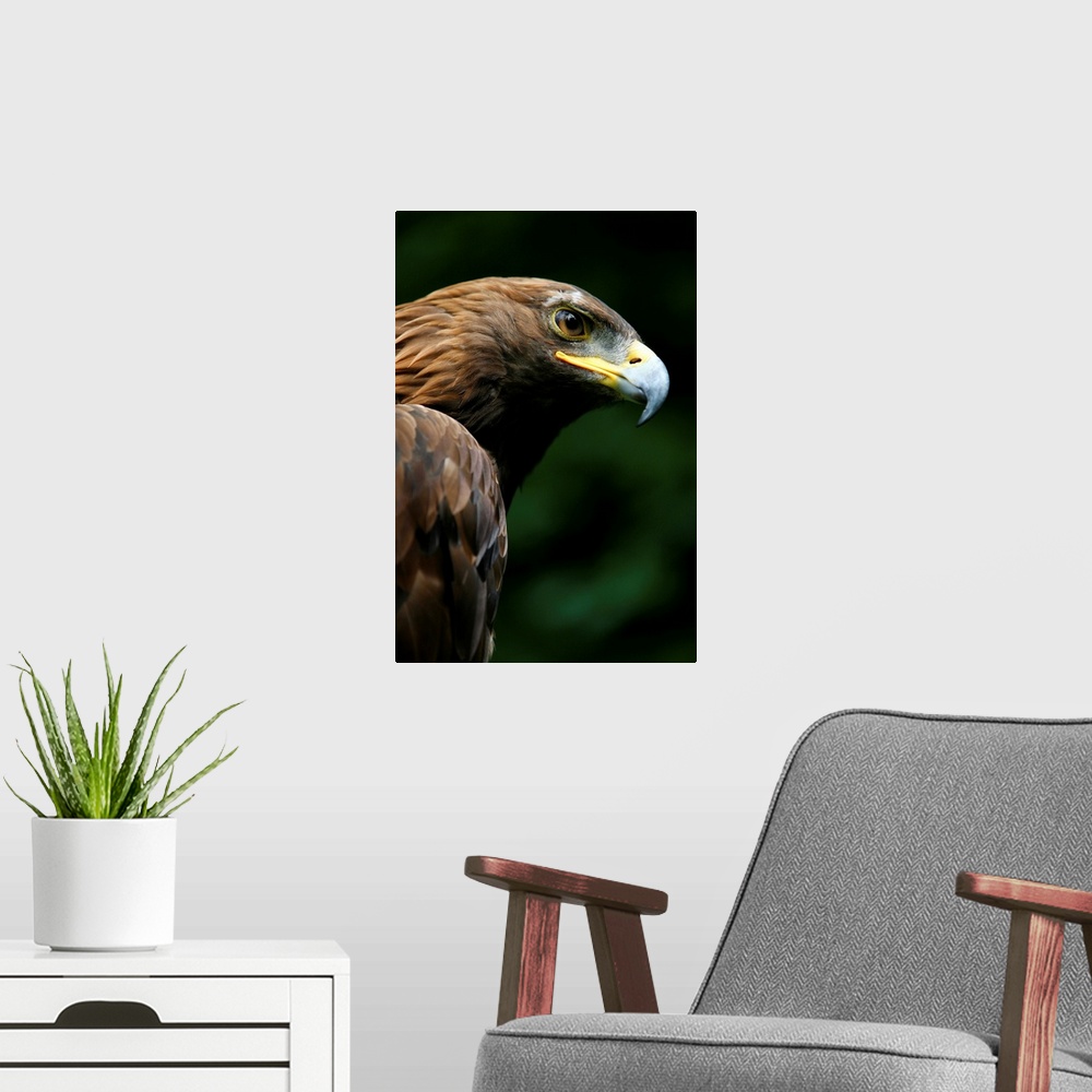 A modern room featuring Golden Eagle's Face