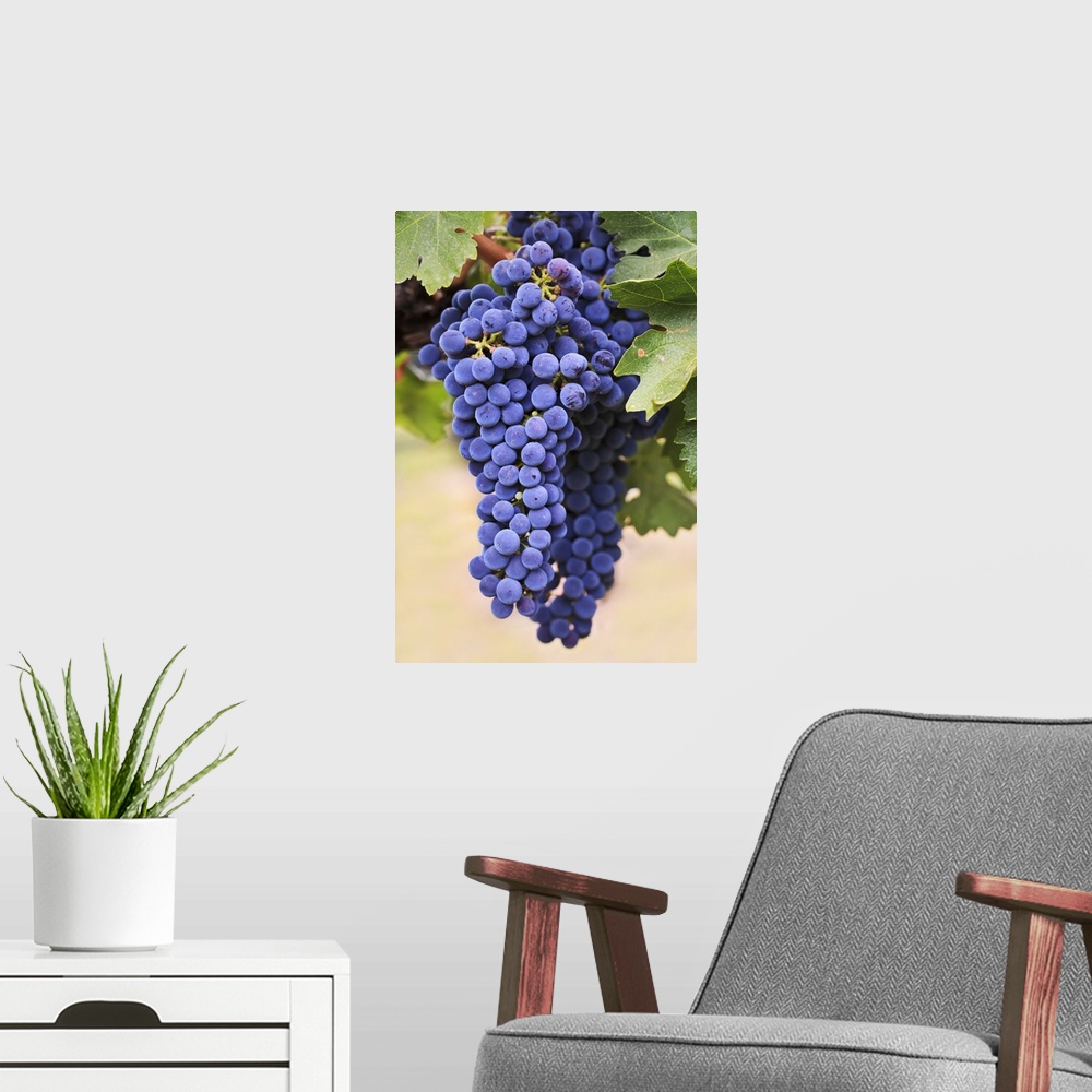 A modern room featuring Grapes Growing On The Vine In Okanagan Valley, Osoyoos, British Columbia, Canada