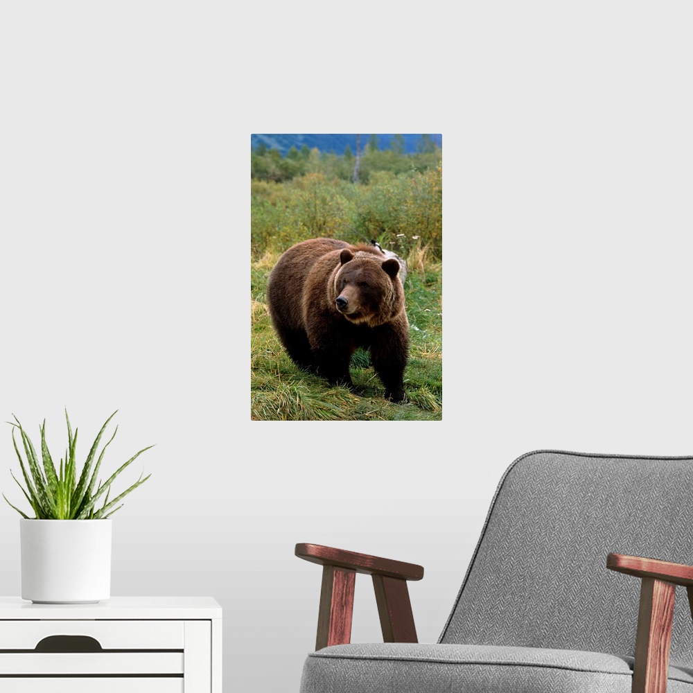 A modern room featuring Grizzly bear at the Alaska Wildlife Conservation Center Alaska
