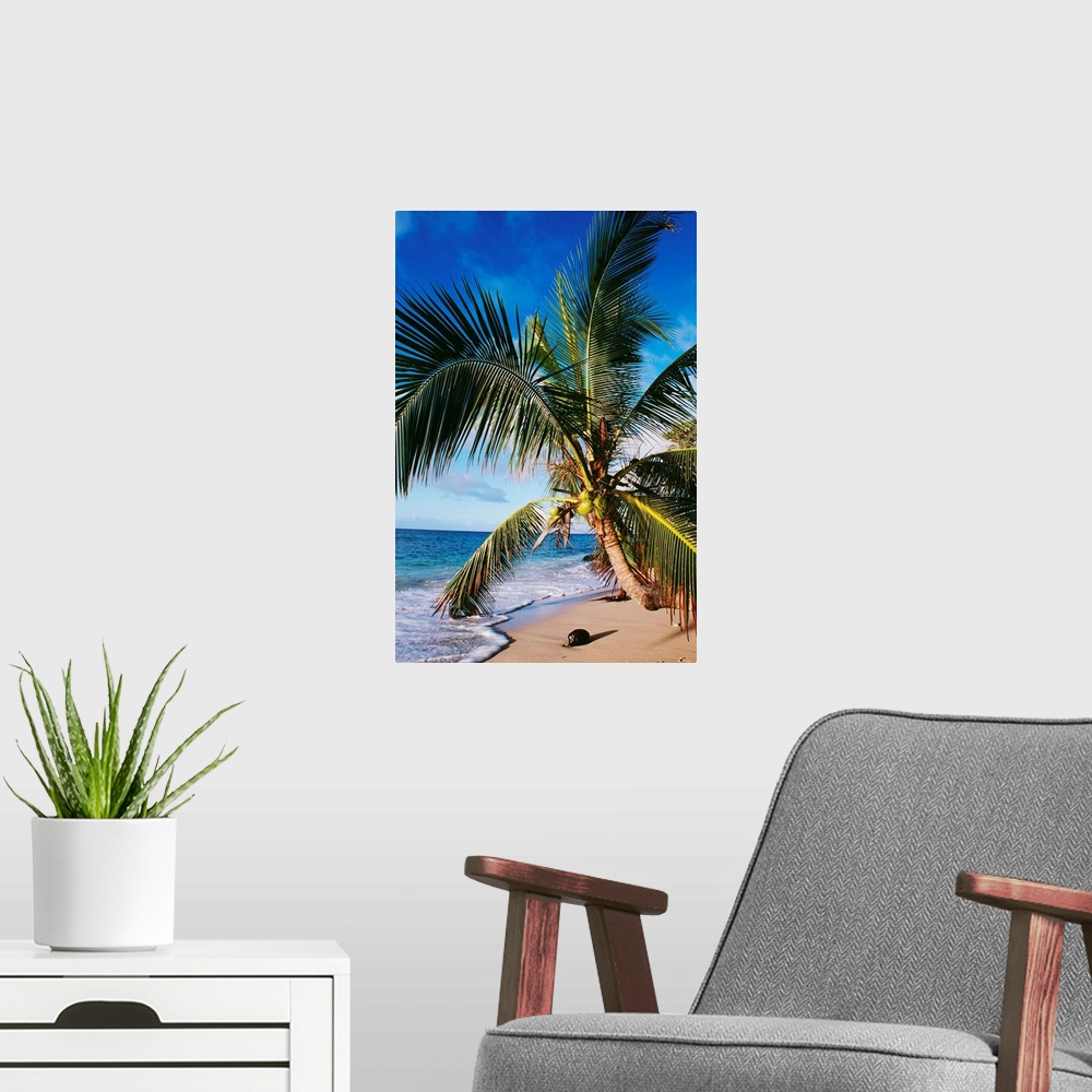 A modern room featuring Hawaii, Coconut Laying On A Sandy Tropical Beach Beneath A Palm Tree