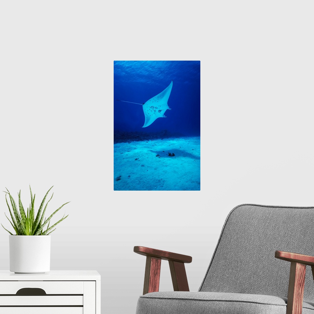 A modern room featuring Hawaii, Common Manta Ray Swims Over Sand Bottom