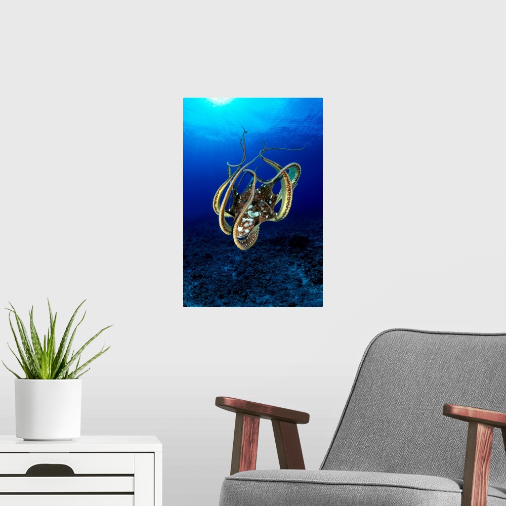 A modern room featuring Hawaii, Day Octopus (Octopus Cyanea)