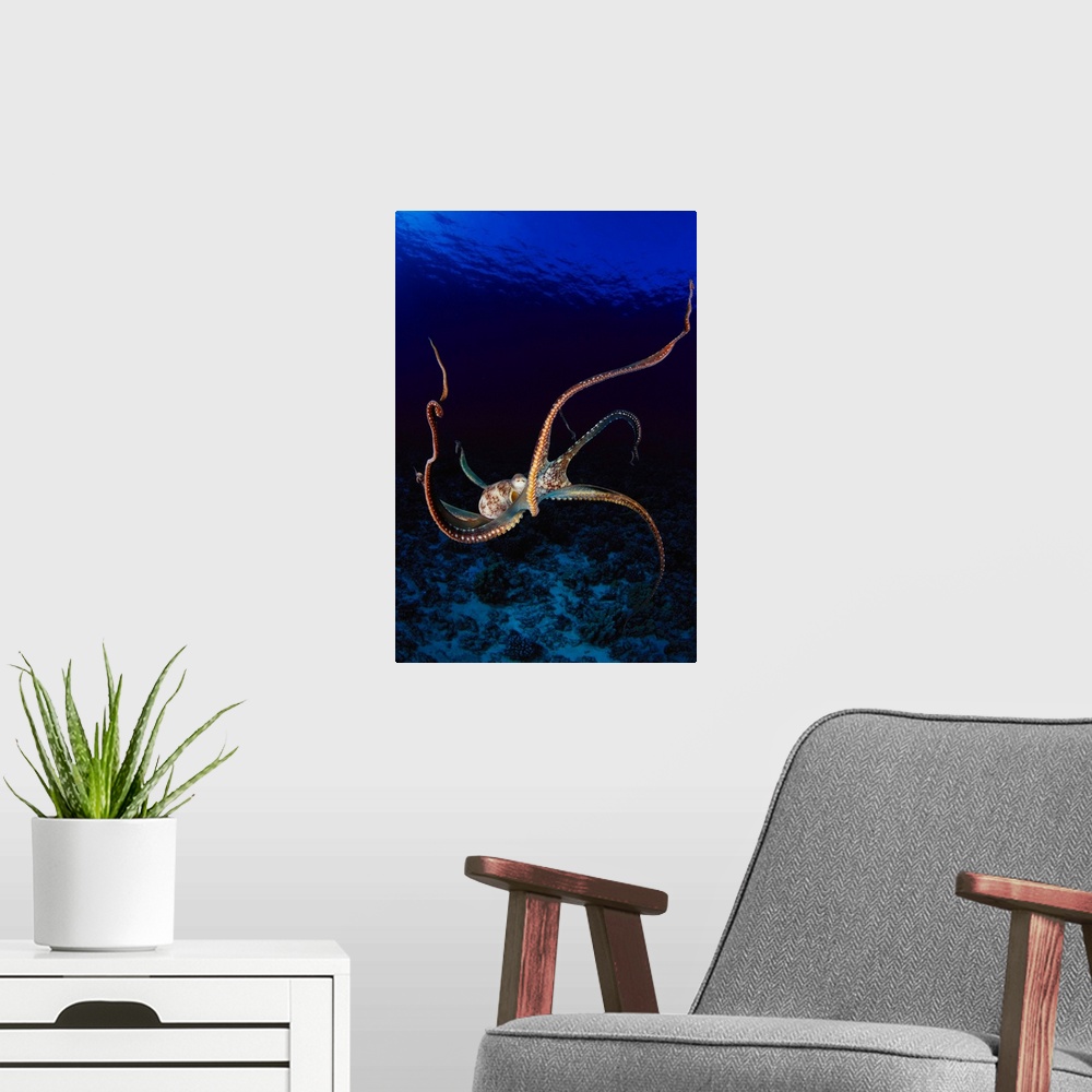 A modern room featuring Hawaii, Day Octopus (Octopus Cyanea) Dark Blue Water, Near Ocean Floor