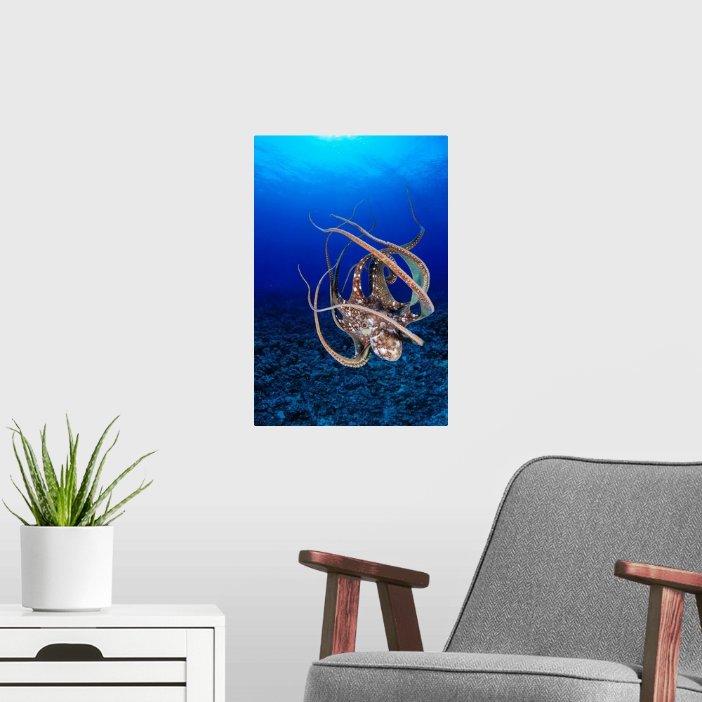 A modern room featuring Hawaii, Day Octopus (Octopus Cyanea) Floating To Reef Bottom