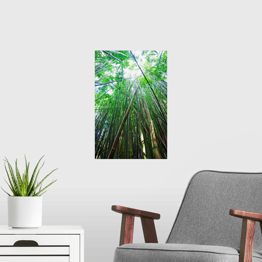 A modern room featuring Hawaii, Maui, Hana, A Path Through Green Bamboo