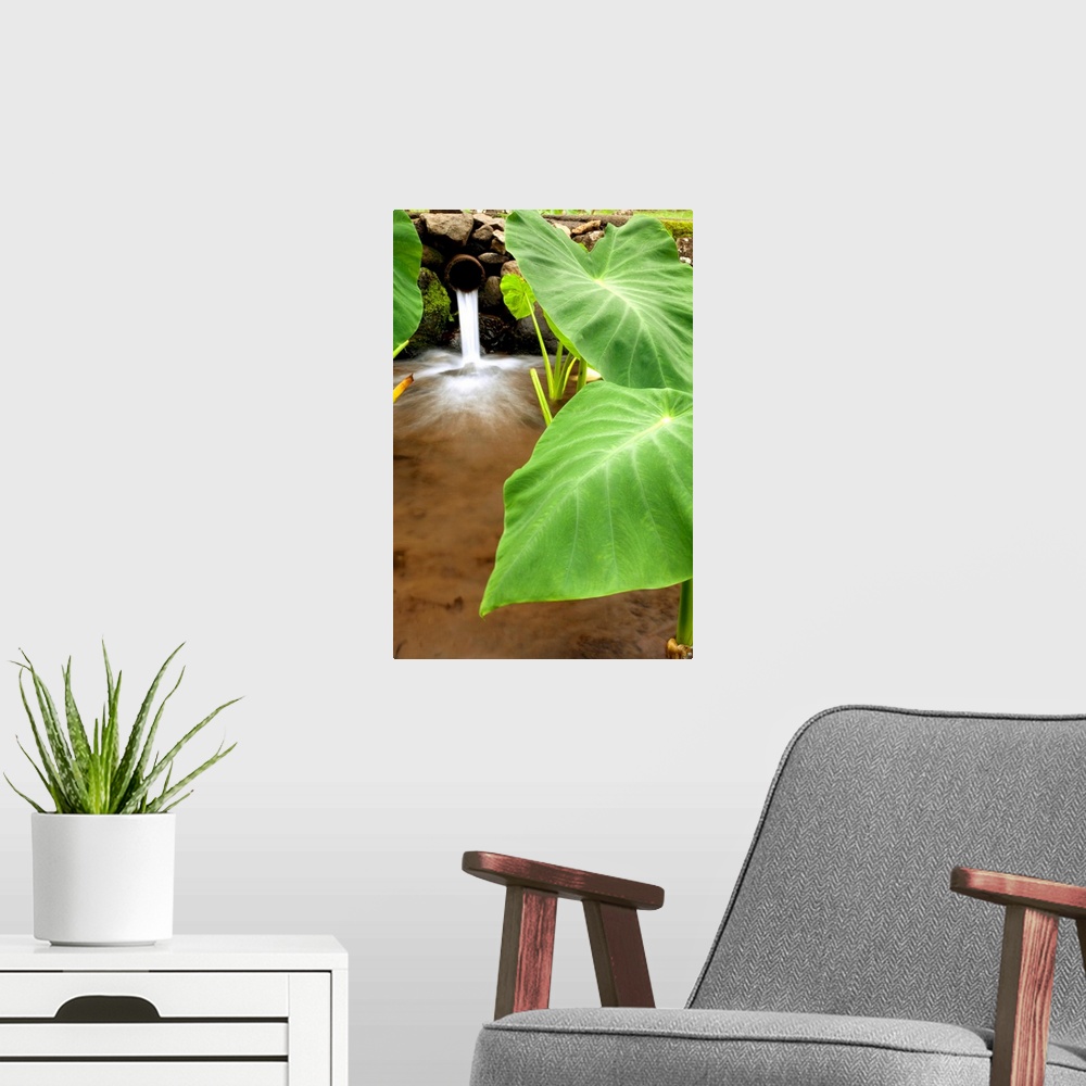 A modern room featuring Hawaii, Maui, Large Taro Leaves In A Pond