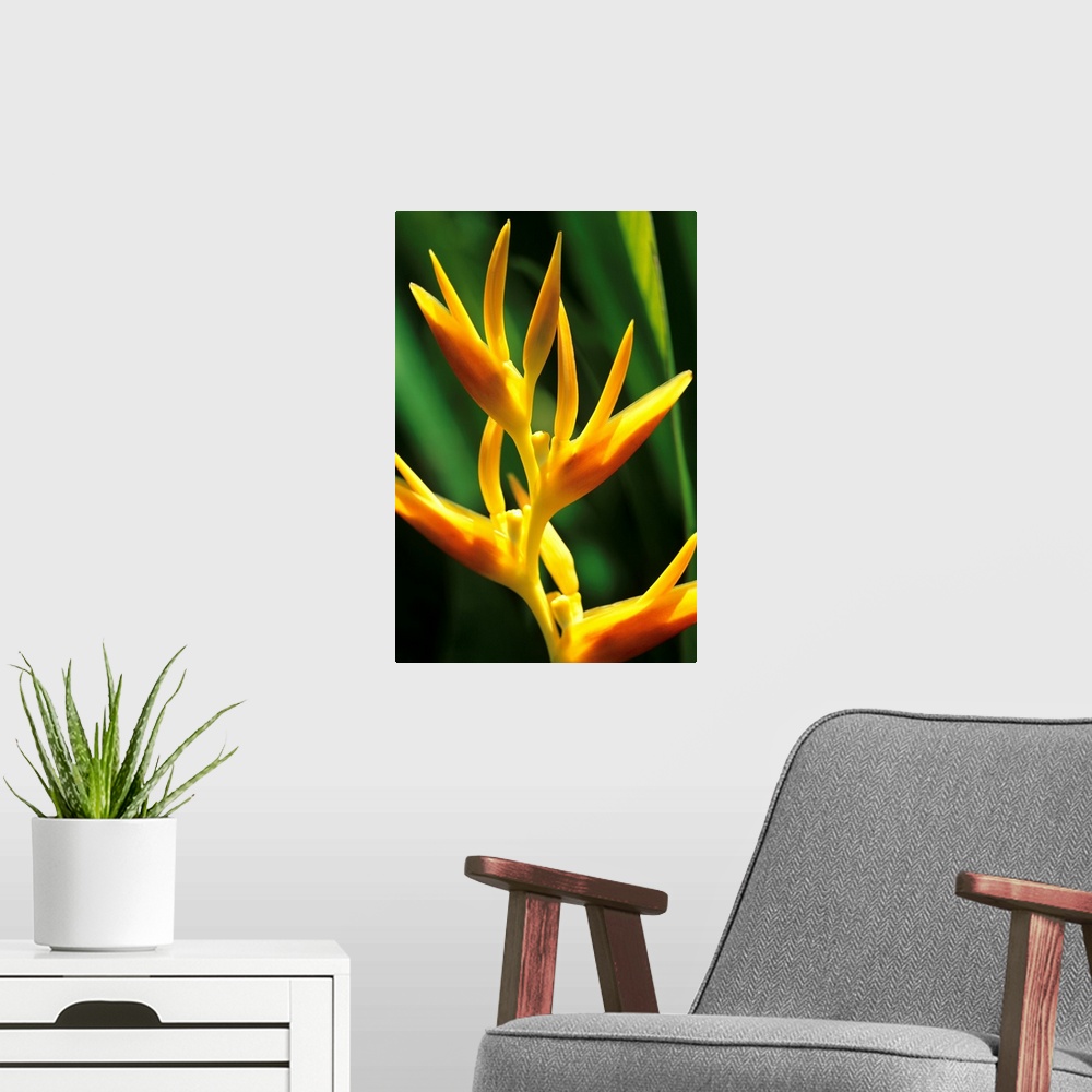 A modern room featuring Hawaii, Maui, Orange Heliconia Blossom