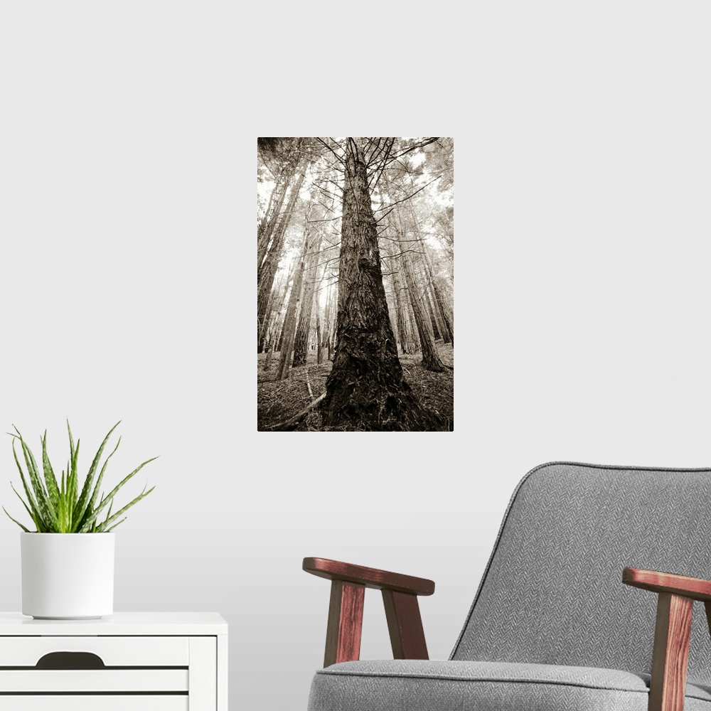 A modern room featuring Hawaii, Maui, Poli Poli State Park, Upward view of bare tree in forest