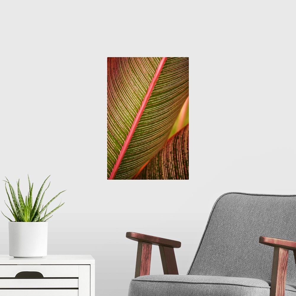 A modern room featuring Hawaii, Maui, Variegated Ti-Leaf Plant