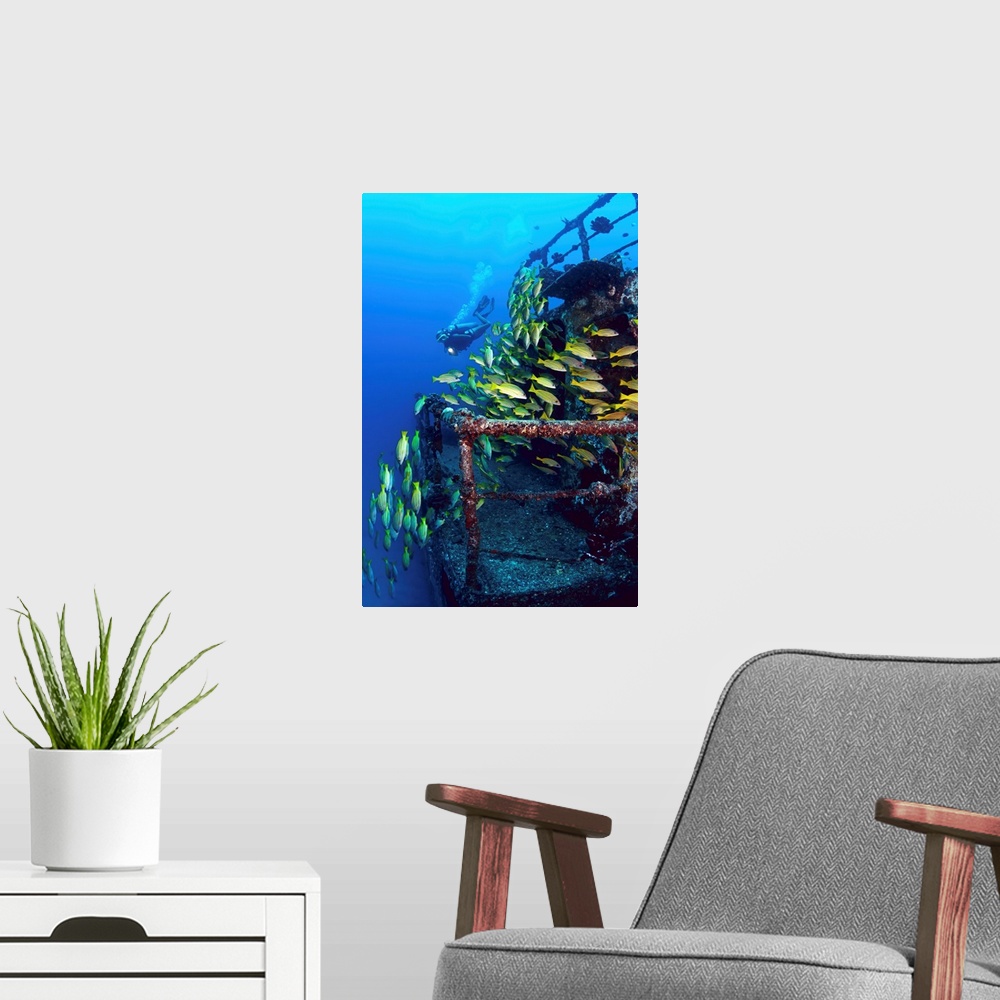 A modern room featuring Hawaii, Oahu, Waikiki, Diver And Schooling Blue Striped Snapper