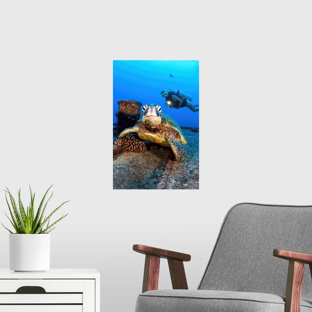 A modern room featuring Hawaii, Oahu, Waikiki, Diver Views A Green Sea Turtle On The Wreck Of The Yo-257