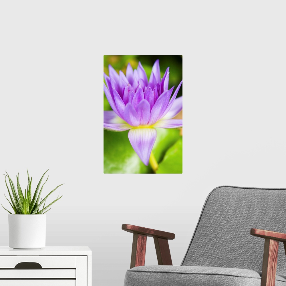 A modern room featuring Hawaii, Purple Lotus Blossum