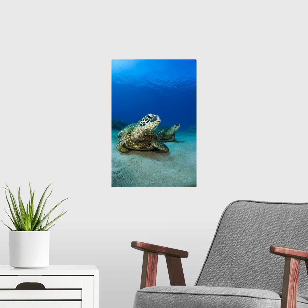 A modern room featuring Hawaii, West Maui, Pair of Green Sea Turtles (Chelonia Mydas) on the ocean floor