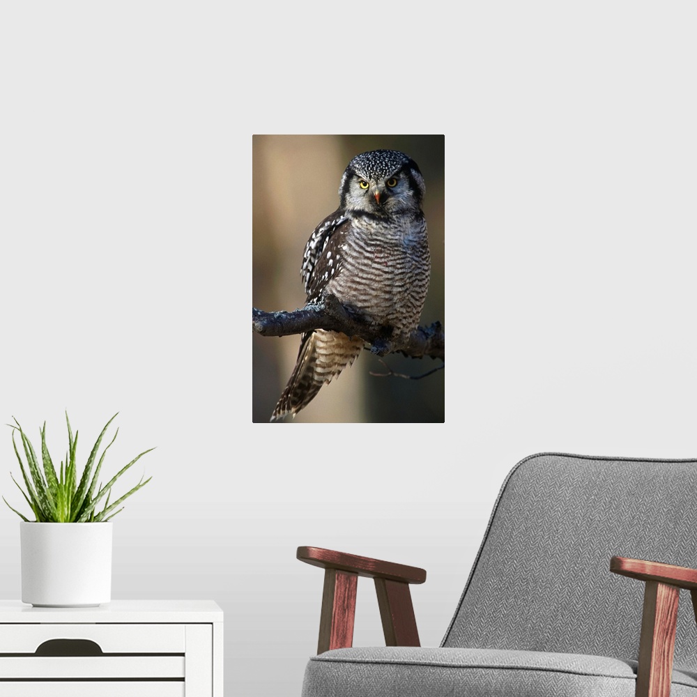 A modern room featuring Hawk Owl Perched On A Branch Near Bird Creek, Southcentral Alaska