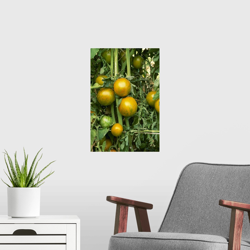 A modern room featuring Heirloom tomatoes on the vine, Green Zebra variety, California