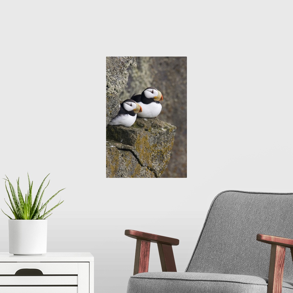 A modern room featuring Horned Puffin pair perched on a cliff ledge during Summer, Saint Paul Island, Pribilof Islands, B...