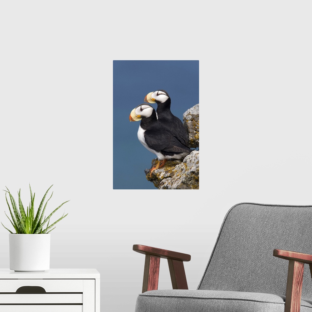 A modern room featuring Horned Puffin pair, one yawning, perched on rock ledge with the blue Bering Sea in background, Sa...