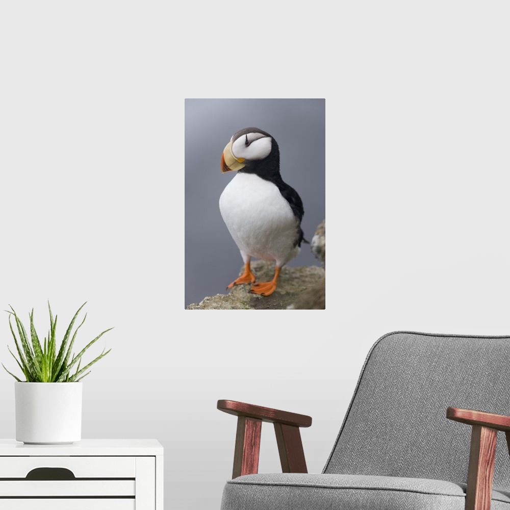 A modern room featuring Horned Puffin with wings outstretched, Saint Paul Island, Pribilof Islands, Bering Sea, Southwest...